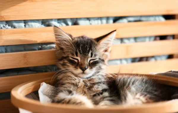 더러운 리넨으로 바구니에 귀여운 고양이 — 스톡 사진