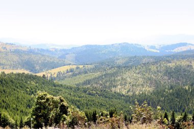 Dağ orman ile pitoresk manzara