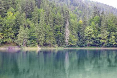 Güzel manzara nehir orman ile