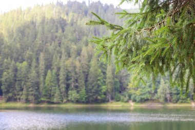 Güzel manzara nehir orman ile