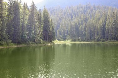 Güzel manzara nehir orman ile