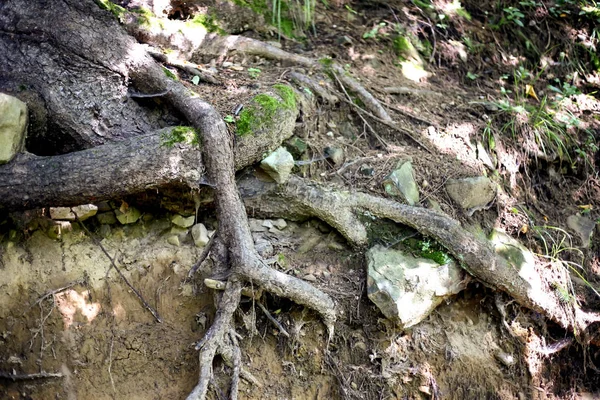 野生の森林の大きい木の根 — ストック写真