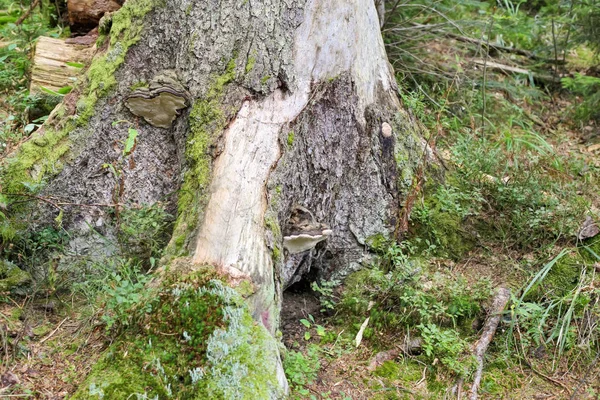 森林里覆盖着苔藓的树 — 图库照片