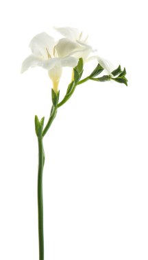 Beyaz arkaplanda güzel çiçekler