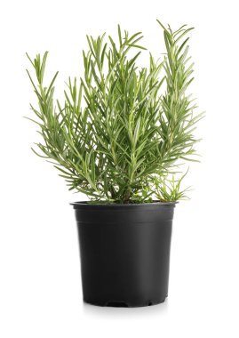 Beyaz arka plan üzerinde taze aromatik biberiye ile pota