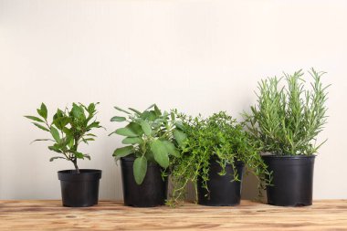 Tencere açık renkli karşı masada taze aromatik otlar ile