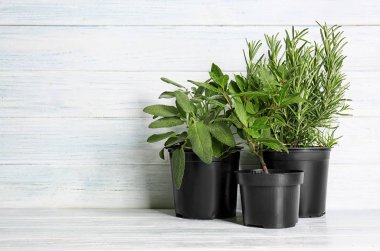 Beyaz ahşap zemin üzerinde taze aromatik otlar ile tencere