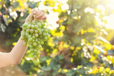 Küme taze olgun sulu üzüm üzüm bağıyla tutan kadın