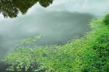 Bitkilerle kaplı su yüzeyine