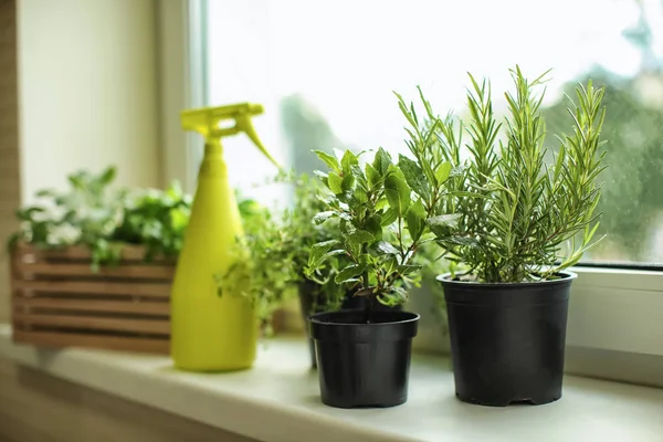 Pots Fresh Aromatic Herbs Windowsill — Stock Photo, Image