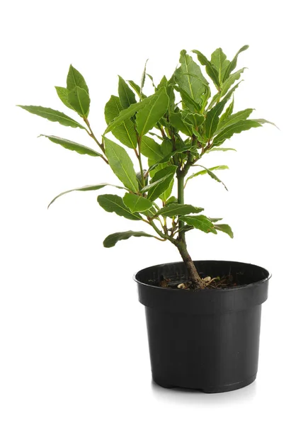 Pot Bay Tree White Background — Stock Photo, Image