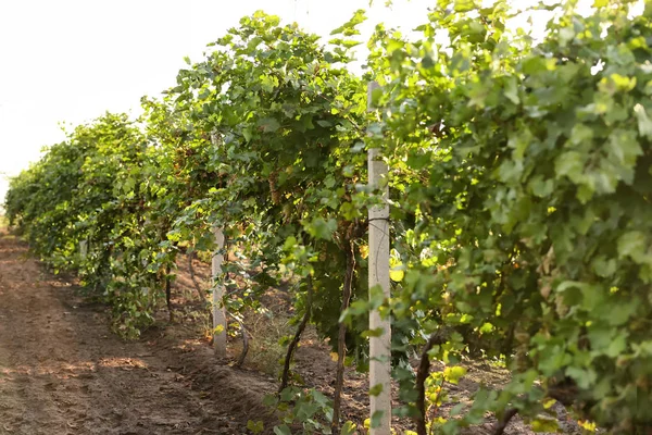 Green Grape Vines Growing Vineyard — Stock Photo, Image