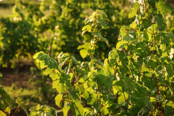 Groene Wijnstokken Groeien Wijngaard — Stockfoto