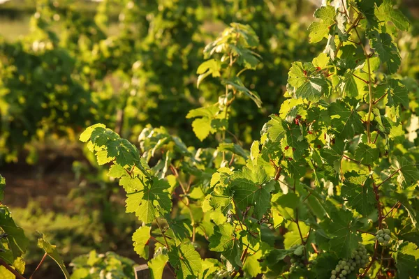 Cépages Verts Poussant Dans Vignoble — Photo