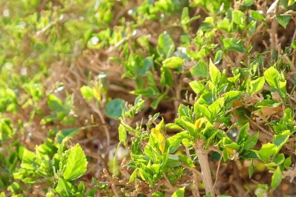 Tropical Bush Zelenými Listy Slunečný Den Closeup — Stock fotografie