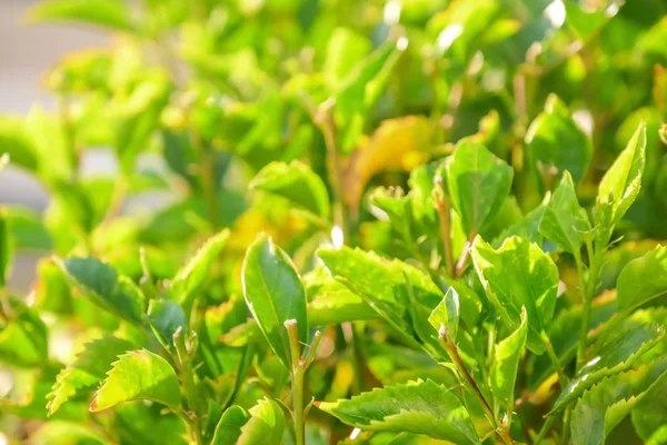 Cespuglio Tropicale Con Foglie Verdi Nella Giornata Sole Primo Piano — Foto Stock