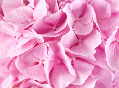 Güzel pembe ortanca çiçek, portre