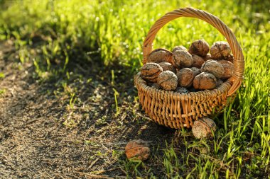 Bahçede soyulmamış ceviz ile hasır sepet