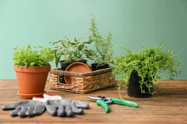 Tencere taze aromatik otlar ve ahşap masa üzerinde Bahçe Ekipmanları