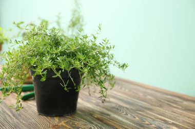 Ahşap masa üzerinde taze aromatik kekik ile pota