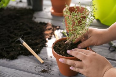 Taze kekik, closeup repotting kadın