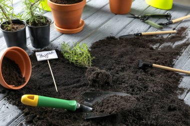 Tencere taze aromatik bitkiler, toprak ve ahşap masa üzerinde Bahçe Ekipmanları