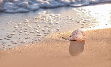 Kumsalda deniz kabuğu