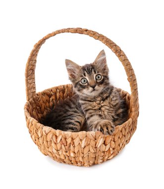 Hasır sepet beyaz arka plan üzerinde de sevimli küçük kedi