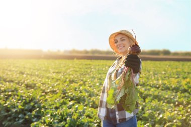 Kadın çiftçi alanındaki pancar toplama