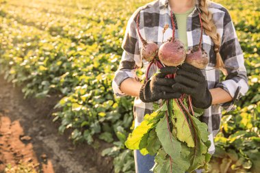 Pancar alanında, closeup ile kadın çiftçi