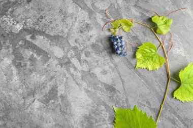 Olgun tatlı üzüm gri dokulu arka plan üzerinde