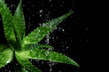 Taze aloe vera ile su sıçramalarına koyu arka plan üzerinde