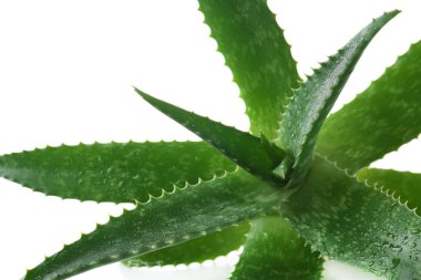 Su damlaları ile taze aloe vera yapraklarda beyaz arka plan, portre