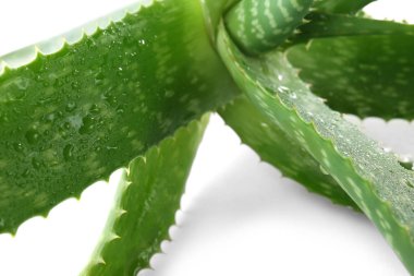Su damlaları ile taze aloe vera yapraklarda beyaz arka plan, portre