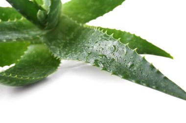Su damlaları ile taze aloe vera yapraklarda beyaz arka plan, portre