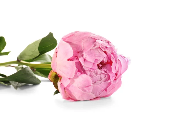 Beyaz Arka Planda Güzel Pembe Şakayık Çiçeği — Stok fotoğraf