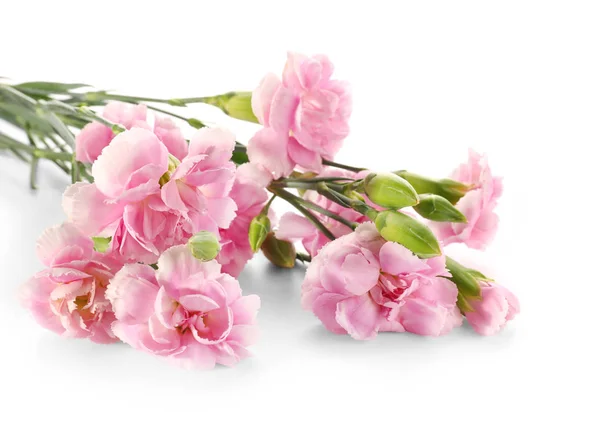 Beautiful Pink Flowers White Background — Stock Photo, Image