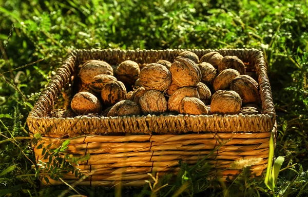 Cesta Vime Com Nozes Descascadas Jardim — Fotografia de Stock