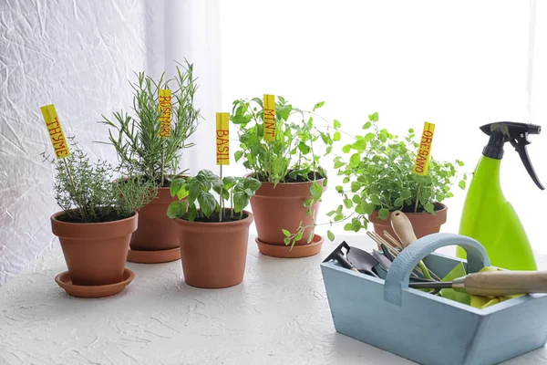 Pots Fresh Aromatic Herbs Gardening Equipment White Table — Stock Photo, Image