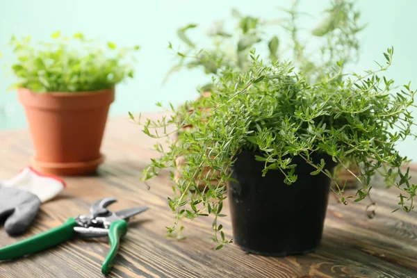 Pot Fresh Aromatic Thyme Wooden Table — Stock Photo, Image