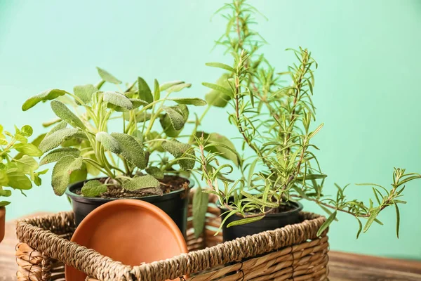 Pots Fresh Aromatic Herbs Wicker Basket — Stock Photo, Image
