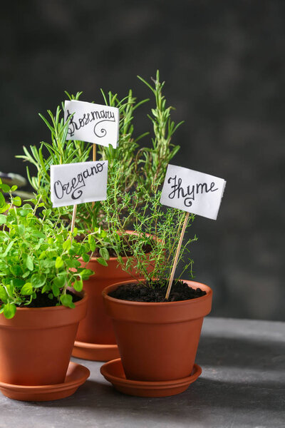 Pots with fresh aromatic herbs on grey table