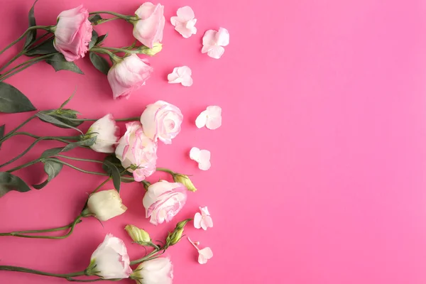 Hermosas Flores Sobre Fondo Rosa — Foto de Stock