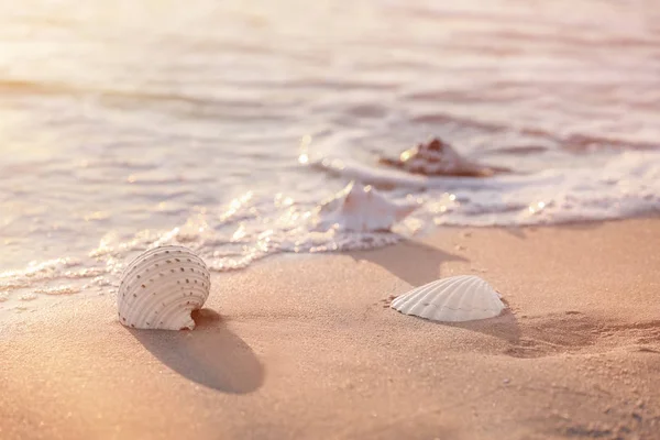 Sea Shells Sandy Beach — Stock Photo, Image