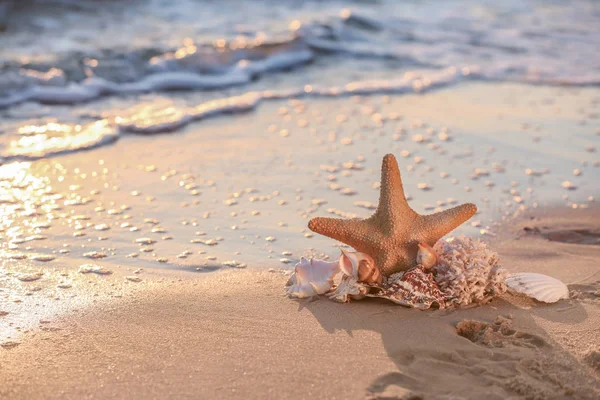 Sea Shells Starfish Sandy Beach — Stock Photo, Image