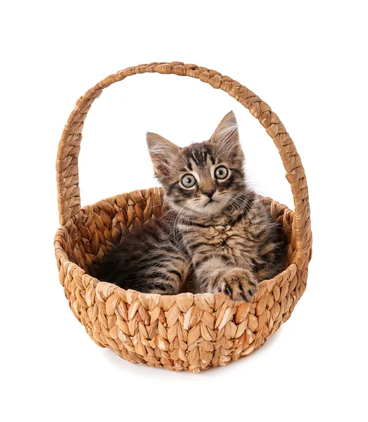 Cute Little Kitten Wicker Basket White Background — Stock Photo, Image