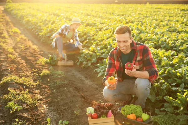 Hombre Agricultor Recolectando Verduras Campo — Foto de Stock