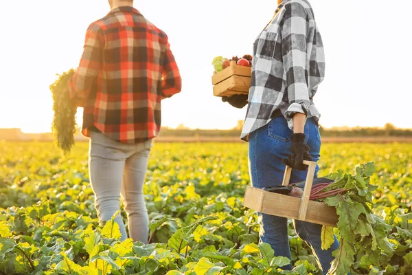 Farmers Gathered Vegetables Field — Stock Photo, Image