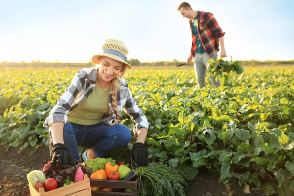 Farmers Gathering Vegetables Field — Stock Photo, Image