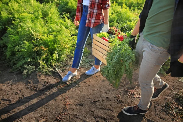 Bauern Tragen Kiste Mit Gesammeltem Gemüse Auf Feld — Stockfoto
